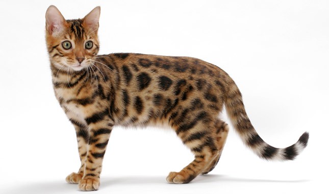 Bengalí: el mishi salvaje que conquistó el sofá