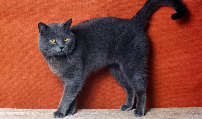 British Shorthair: el mishi de peluche