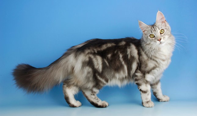 Maine Coon: el mishi gigante y bueno