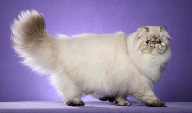 Persa: el gato elegante y chill de la realeza mishi