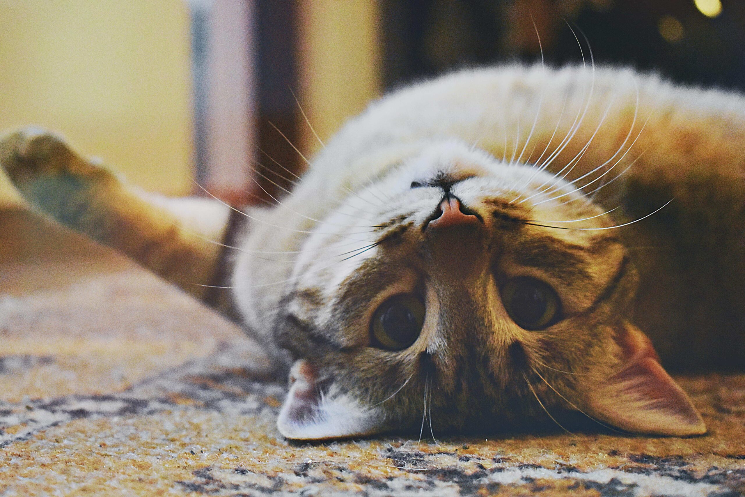 ¿Por qué ronronean los gatos?