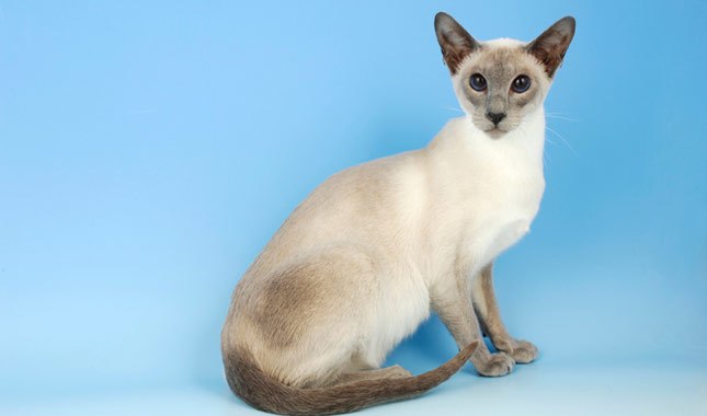 Siamés: el mishi elegantioso que nunca pasa desapercibido